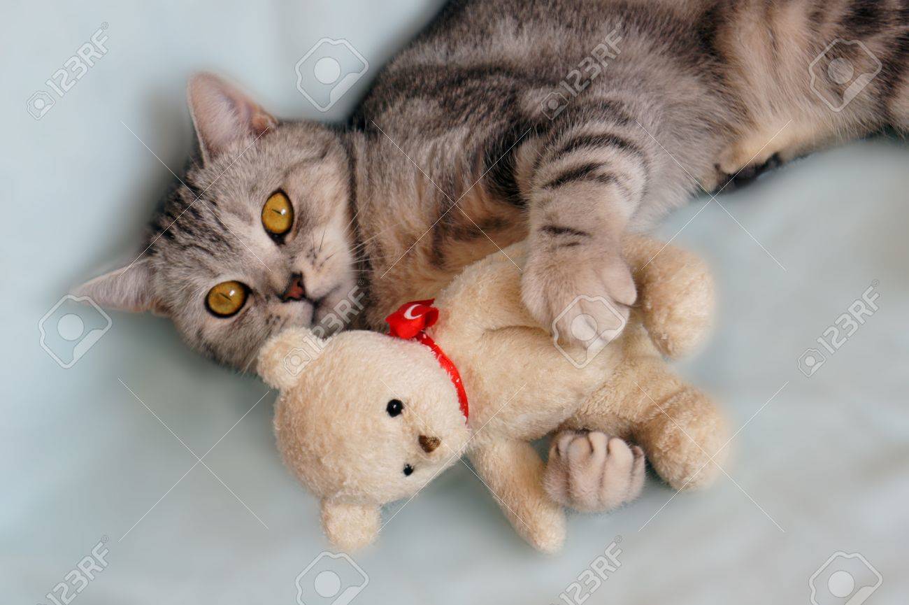 cat with teddy