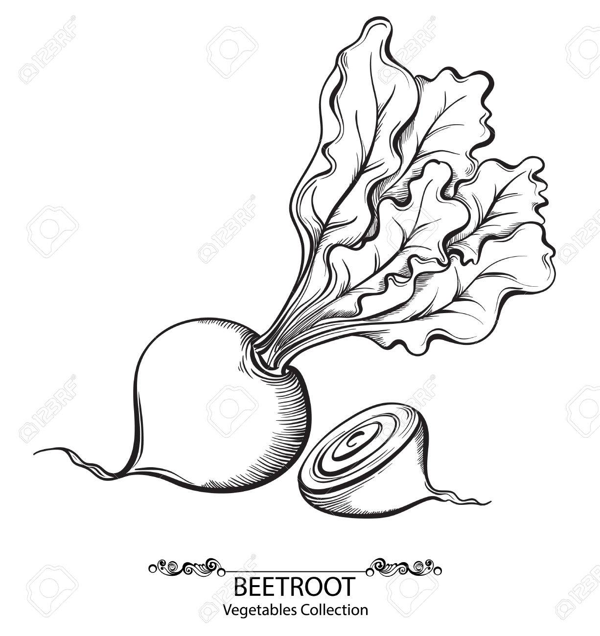 Beet. Vector Hand Drawn Vegetables Isolated On White Background ... for Drawing Beetroot
83fiz Beet. Vector Hand Drawn Vegetables Isolated On White Background ... for Drawing Beetroot
83fiz