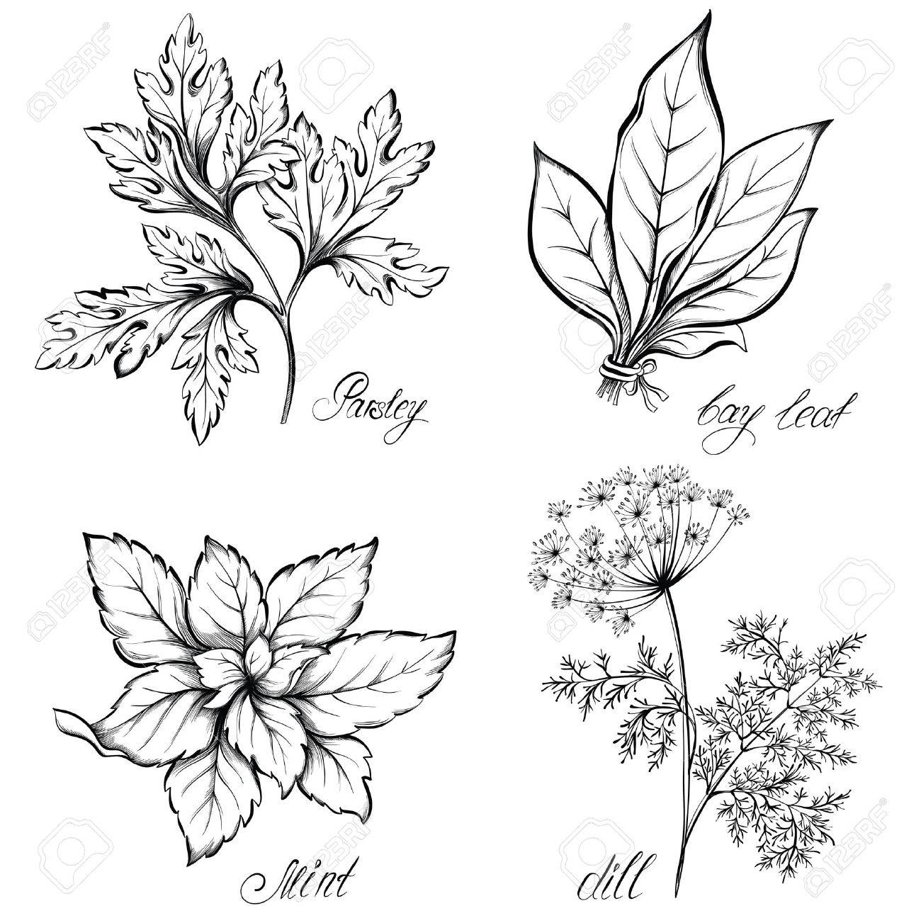 Kitchen herbs and spices. Dill, parsley, mint and bay leaf. Hand drawn vector illustration - 53584908 Kitchen herbs and spices. Dill, parsley, mint and bay leaf. Hand drawn vector illustration - 53584908