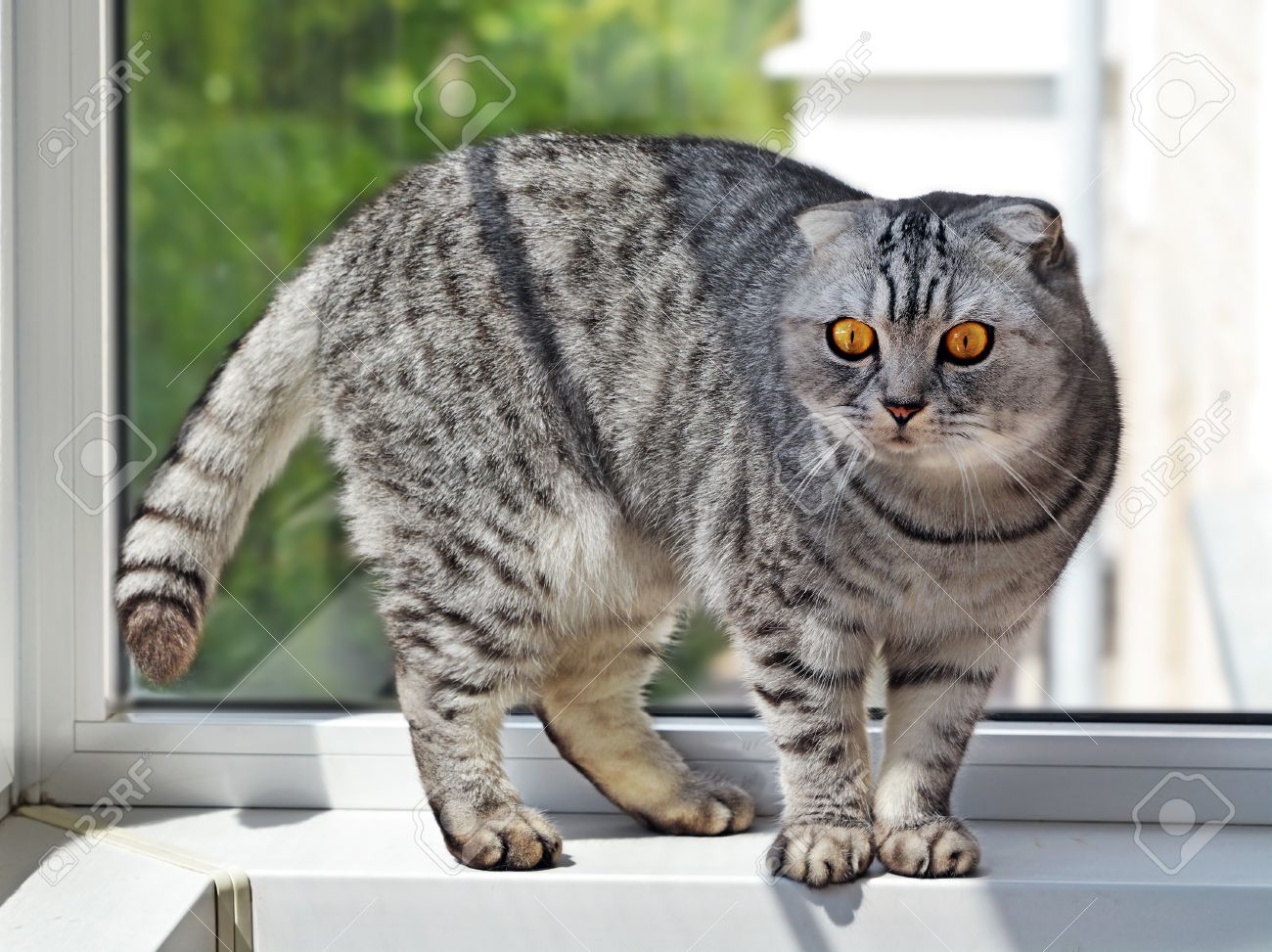 Silver Tabby Breed Scottish Fold Cat On The Window Cell Stock Photo Picture And Royalty Free Image Image 53592244
