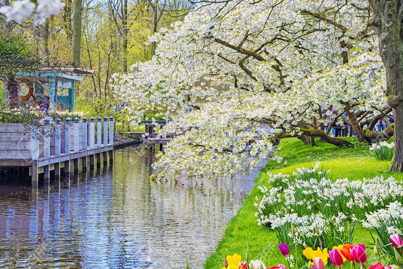 春の花の自然 花とオランダのチューリップのキューケンホフ公園 オランダの美しい屋外風景 の写真素材 画像素材 Image
