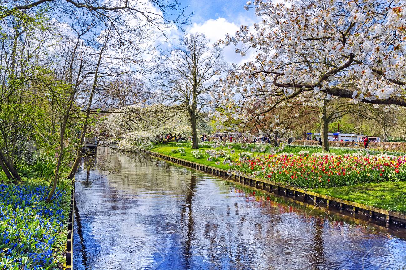 春の花の自然 花とオランダのチューリップのキューケンホフ公園 オランダの美しい屋外風景 の写真素材 画像素材 Image