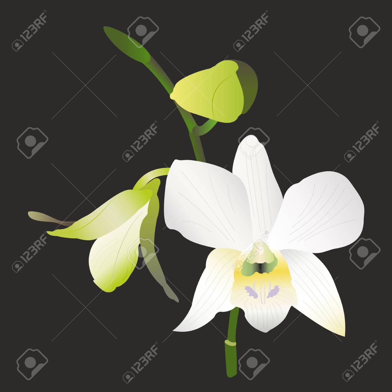 Single White Orchid Flower, Dendrobium. Hand Drawn Vector Illustration On  Black Background. Beautiful Tropical Orchid Bud On The Stalk. Design  Element For Wedding Invitations, Cosmetics, Perfumes. Клипарты, SVG,  векторы, и Набор Иллюстраций