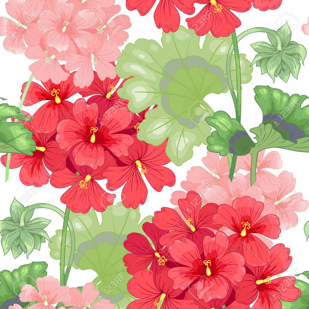 white background with geranium