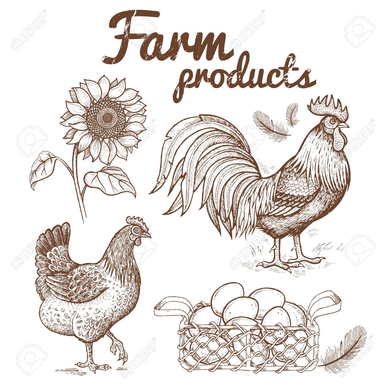 ファームのベクトル イラスト鳥 卵と花ひまわりコックと編バスケット 動物やオブジェクトの農業テーマ 白い背景で隔離の画像 手書き ヴィンテージ の イラスト素材 ベクタ Image