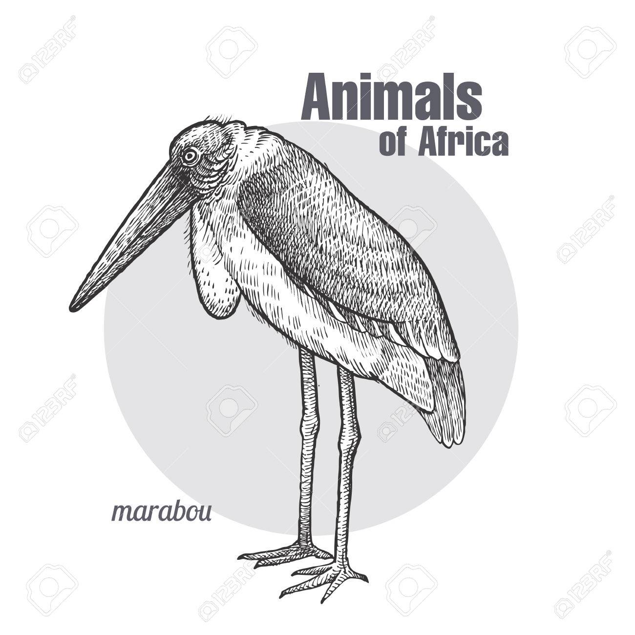 Disegno A Mano Di Uccello Marabù Serie Di Animali Africani Stile Vintage Incisione Illustrazione Arte Vettoriale Bianco E Nero Oggetto Dello