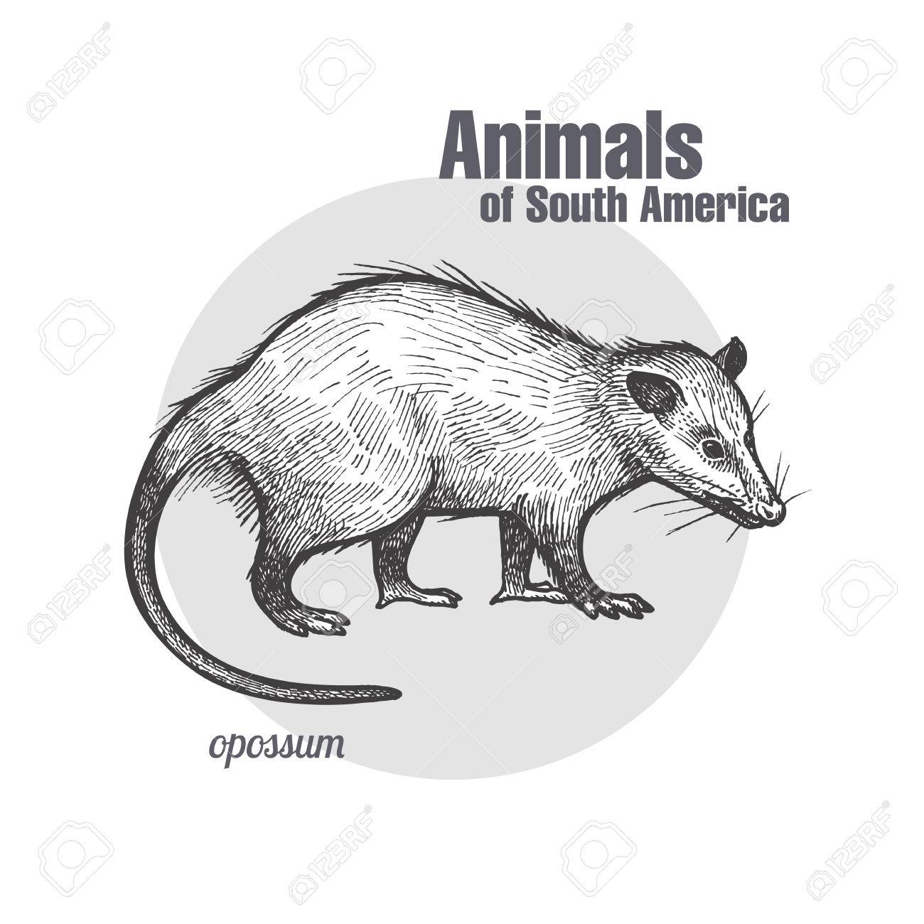주머니쥐 손으로 그린 ​​동물 남아메리카 시리즈입니다. 로열티 무료 사진, 그림, 이미지 그리고 스톡포토그래피. Image  74830141