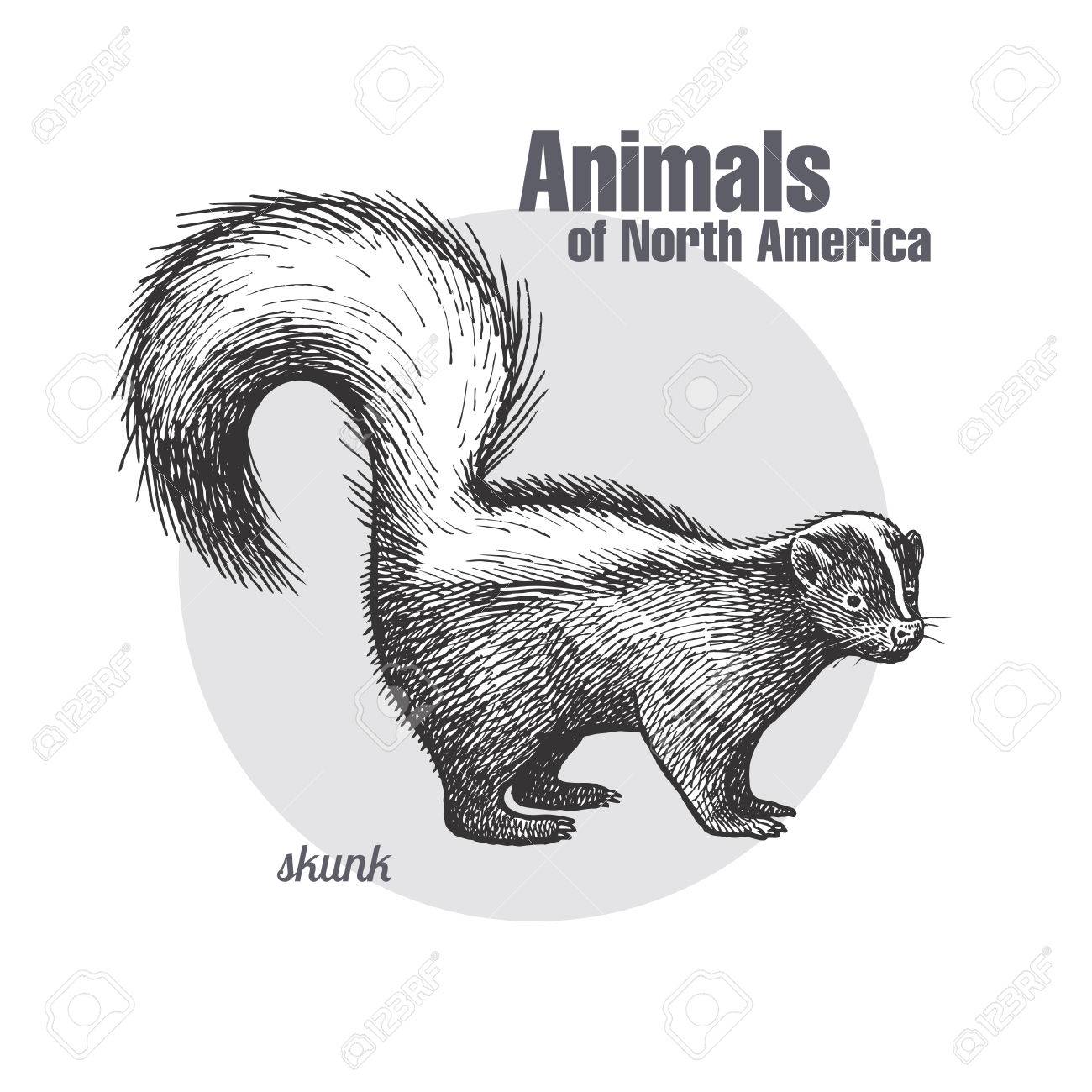 スカンク 野生動物の手書き 北アメリカ シリーズの動物 ビンテージ彫刻スタイル ベクトル イラスト 黒と白 自然自然主義的なスケッチの孤立したオブジェクト のイラスト素材 ベクタ Image