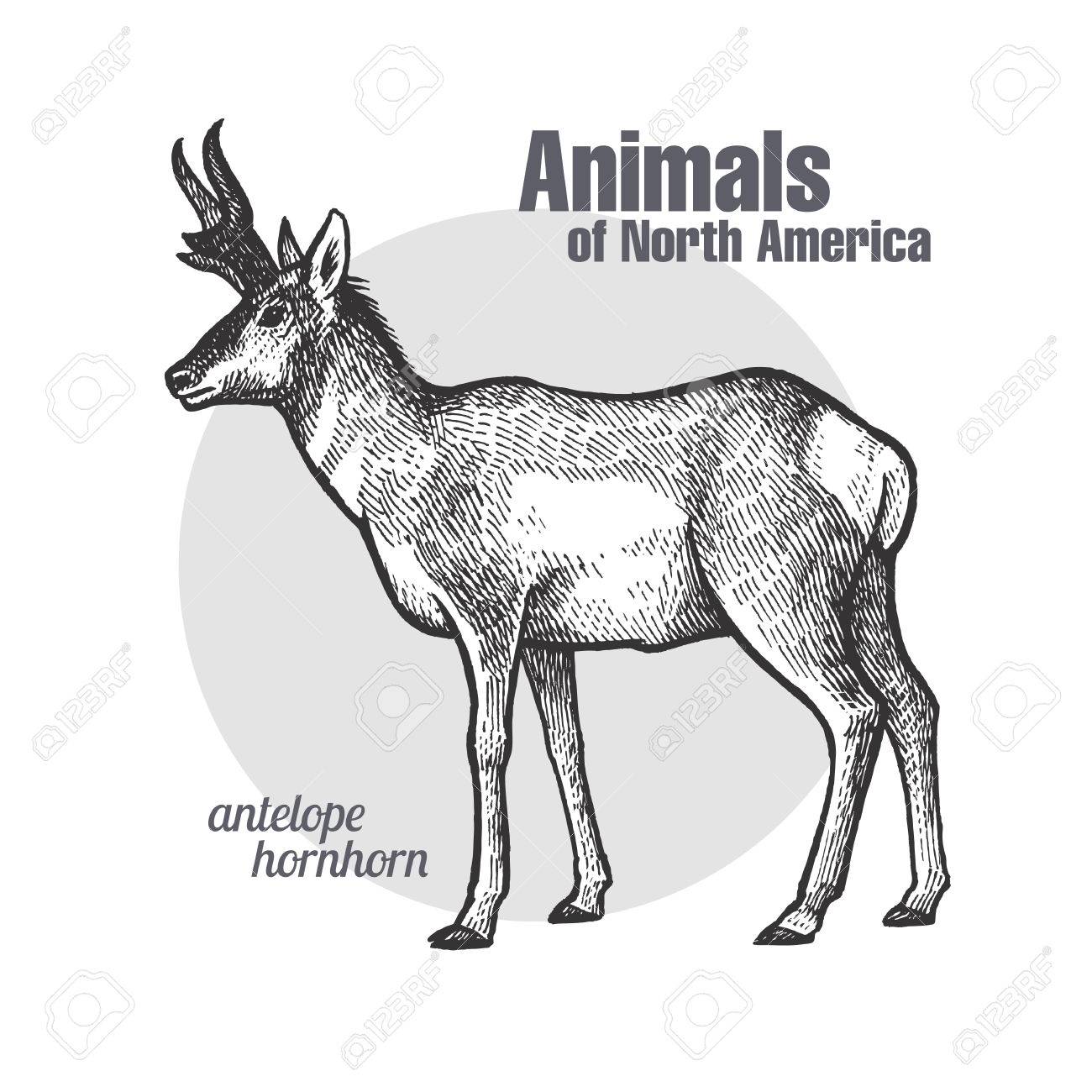 north america series