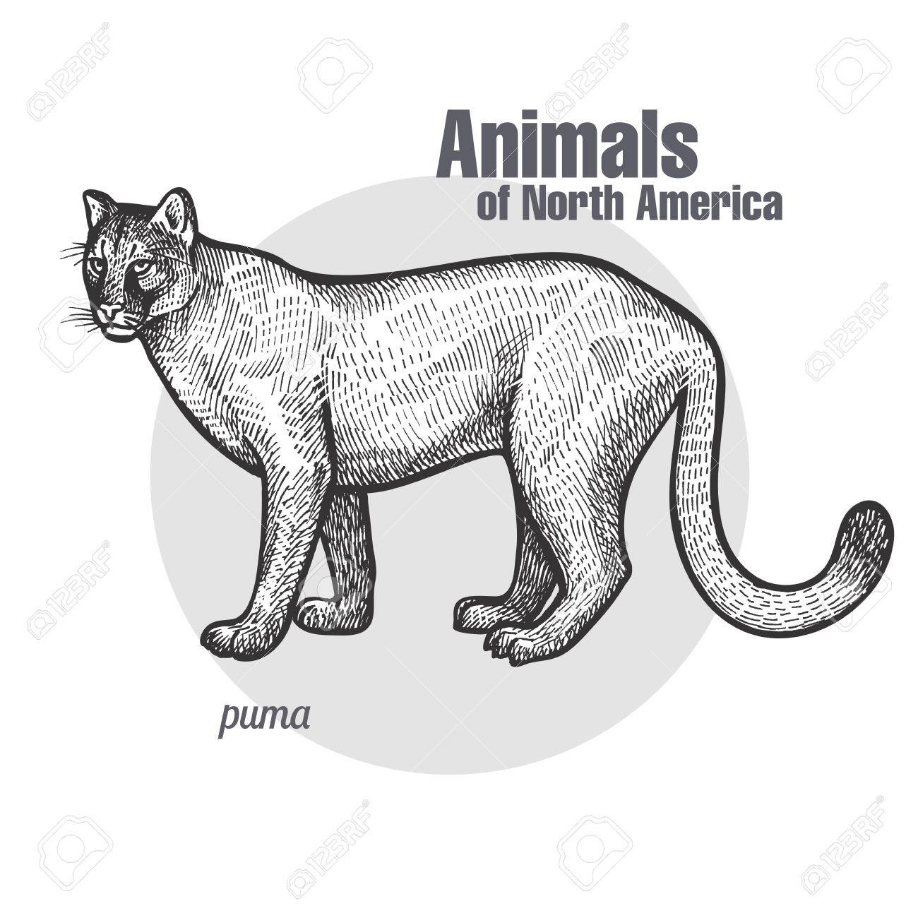 puma blanco y negro