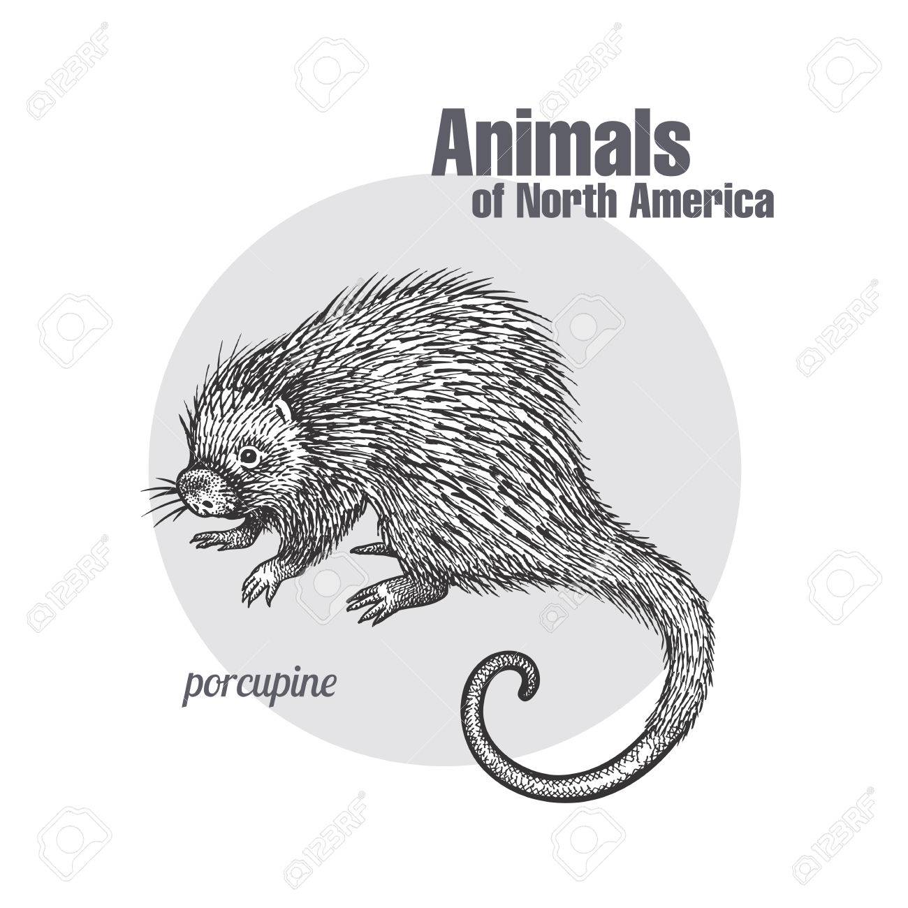 porcupine hand drawing animals of north america series vintage north america series