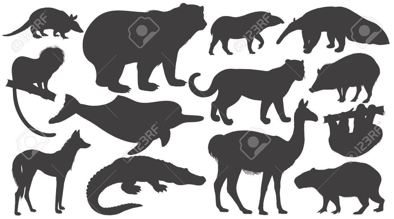 南アメリカの白い背景の上の黒いシルエット動物を設定します ベクトル イラスト クマ 戦艦 タマリン オオカミ イルカ ラマ ジャガー アリクイ ペッカリー ナマケモノ バク カピバラ カイマン のイラスト素材 ベクタ Image