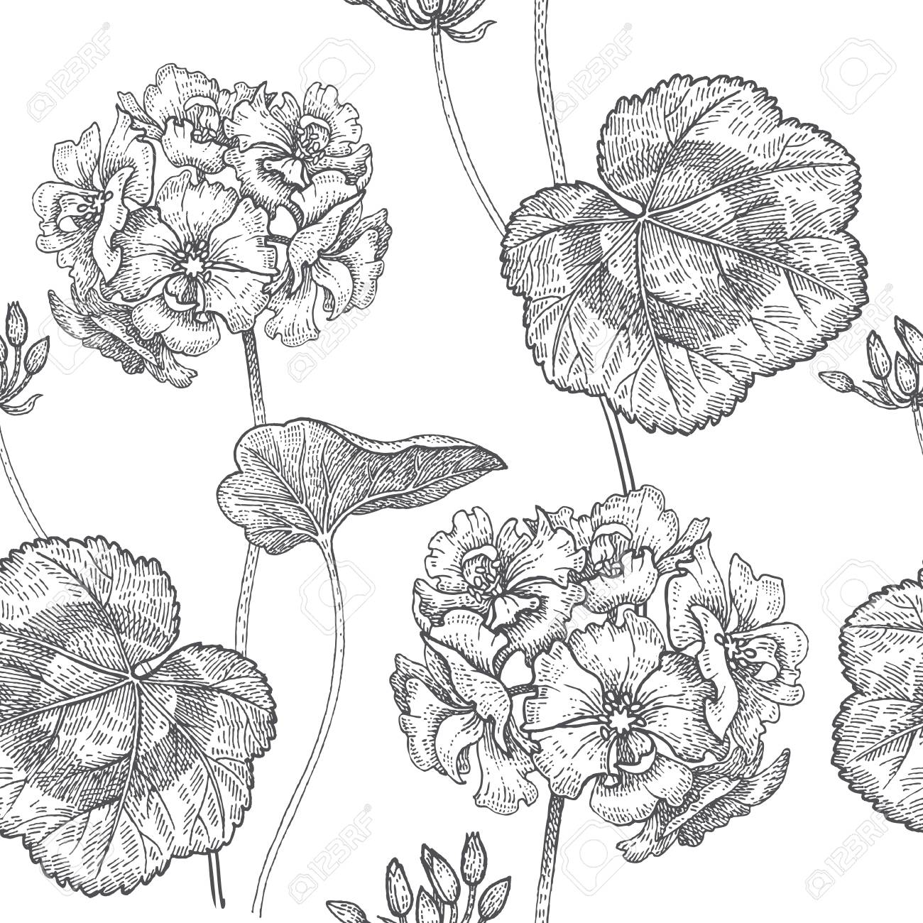 ゼラニウム ゼラニウムの花 シームレスな花柄 ベクトルの図 手描画の芸術 黒と白のグラフィック ビンテージの彫刻 包装 繊維 紙 壁紙 ファブリックのテンプレートです のイラスト素材 ベクタ Image