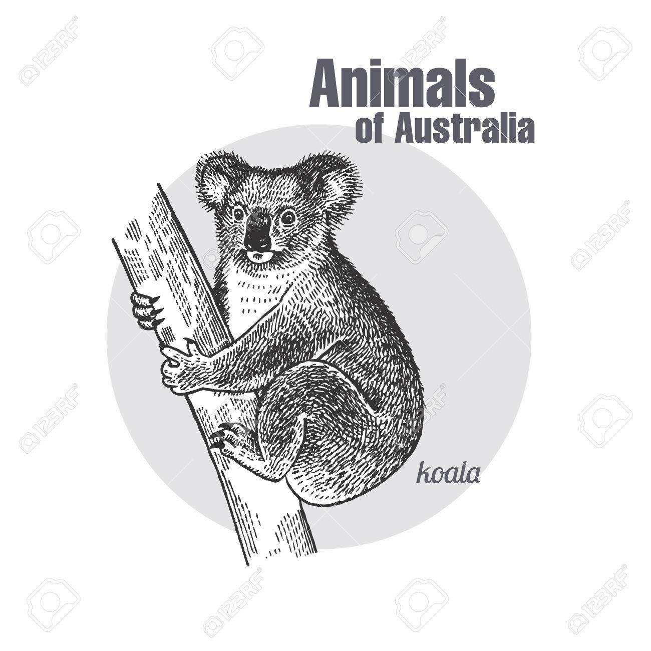 Koala Bear Hand Drawing Animals Of Australia Series Vintage Royalty Free Cliparts Vectors And Stock Illustration Image 79739691