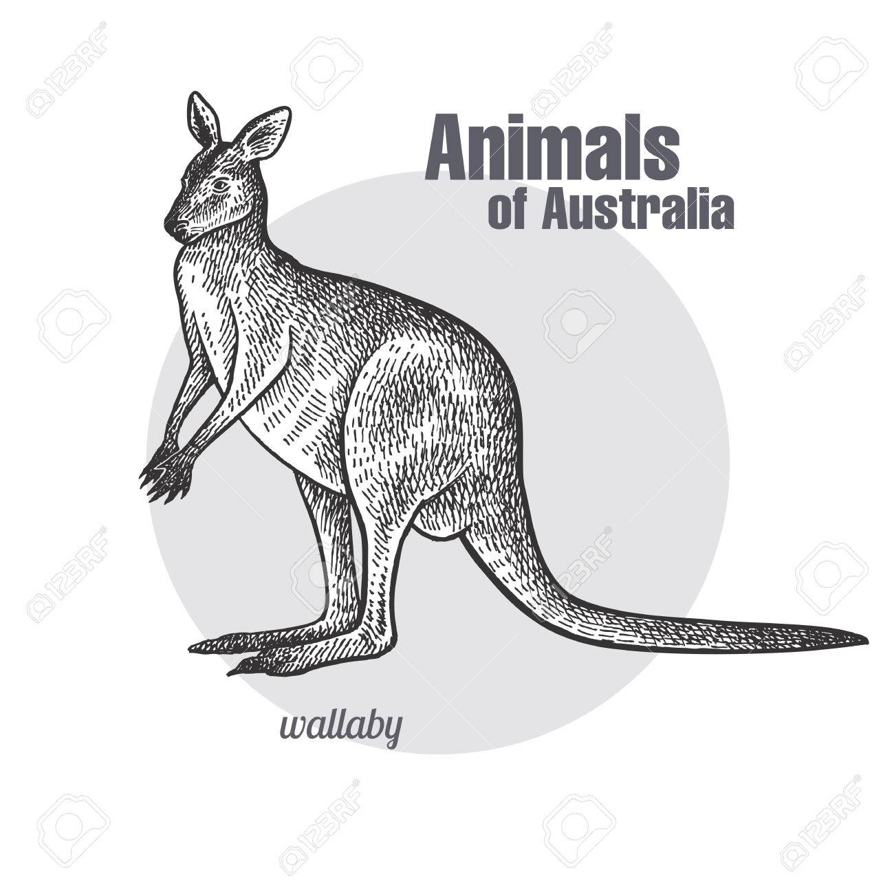 Wallaby Or Kangaroo Hand Drawing Animals Of Australia Series Royalty Free Cliparts Vectors And Stock Illustration Image 79739795