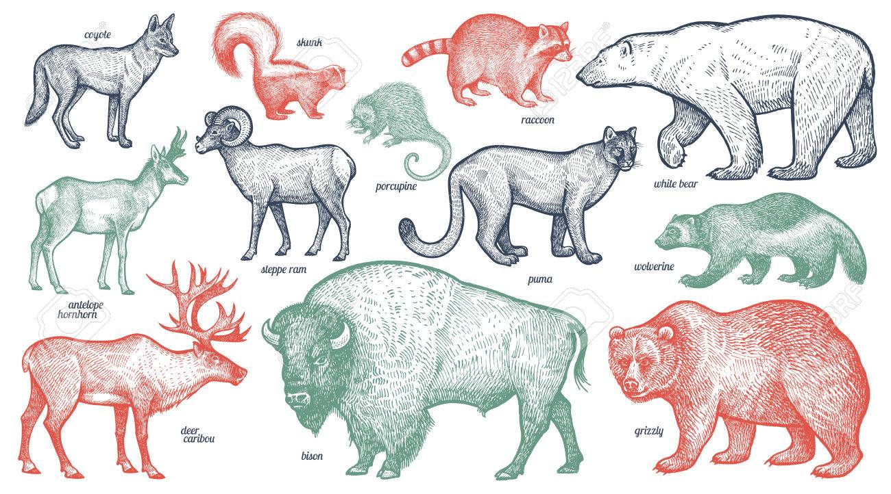 Fascinante tapa Tiza Animales Con Nombres Establecidos. Oso Polar, Coyote, Puma, Zorrillo, Carcayú, Antílope, Mapache, Puerco Espín, Reno, Carnero, Bisonte, Grisáceo. Ilustración Del Vector. Rojo, Verde, Negro Aislado En El Fondo Blanco. Ilustraciones Vectoriales, Clip Fascinante tapa Tiza Animales Con Nombres Establecidos. Oso Polar, Coyote, Puma, Zorrillo, Carcayú, Antílope, Mapache, Puerco Espín, Reno, Carnero, Bisonte, Grisáceo. Ilustración Del Vector. Rojo, Verde, Negro Aislado En El Fondo Blanco. Ilustraciones Vectoriales, Clip