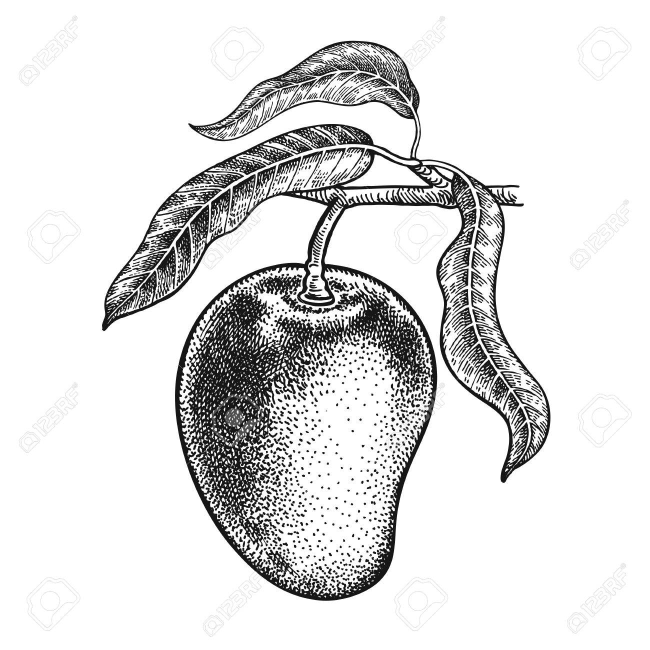 mango realistic vector illustration