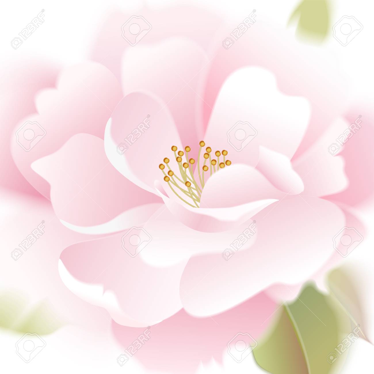 Des Roses Carte De Vecteur Main De Fleur De Jardin Dessin Au Pastel Illustration Florale Réaliste Emballage De Luxe De Modèle De Conception