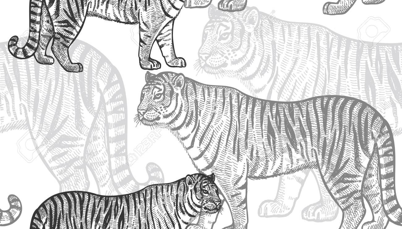 Tiger Seamless Pattern With Animals Of Africa Hand Drawing