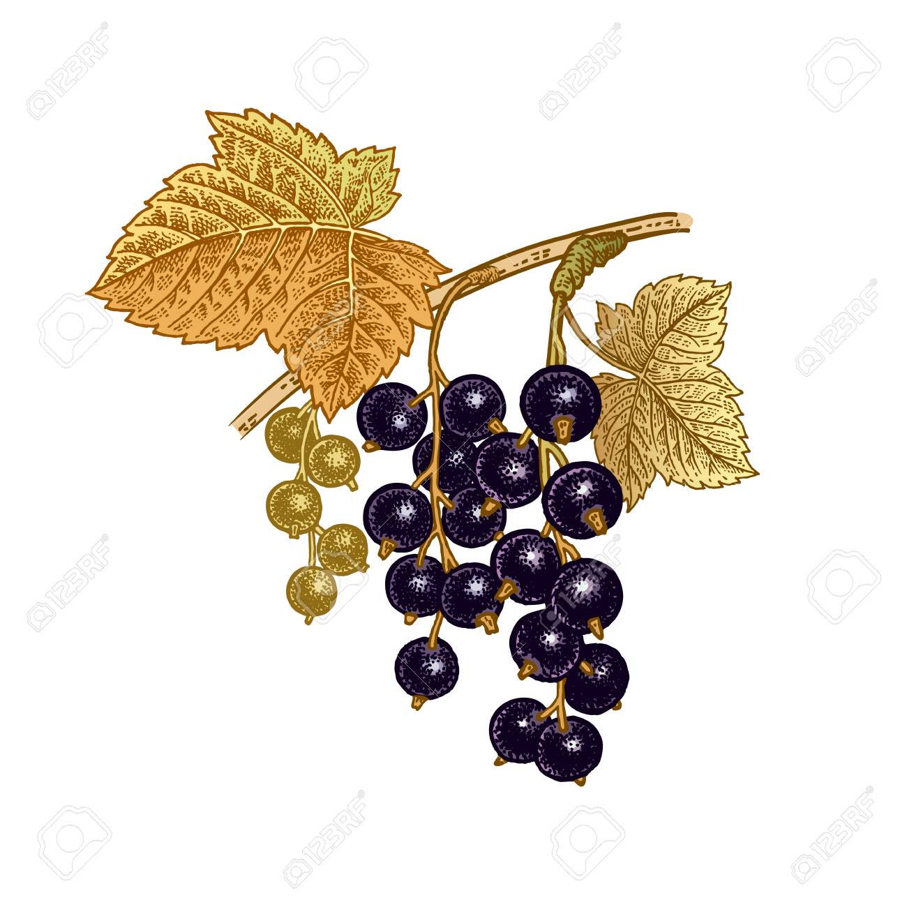 Black currant berries. Realistic color vector illustration plant. Hand drawing. Fruit, leaf, branch isolated on white background. Decoration products for health and beauty. Vintage. - 91010142 Black currant berries. Realistic color vector illustration plant. Hand drawing. Fruit, leaf, branch isolated on white background. Decoration products for health and beauty. Vintage. - 91010142