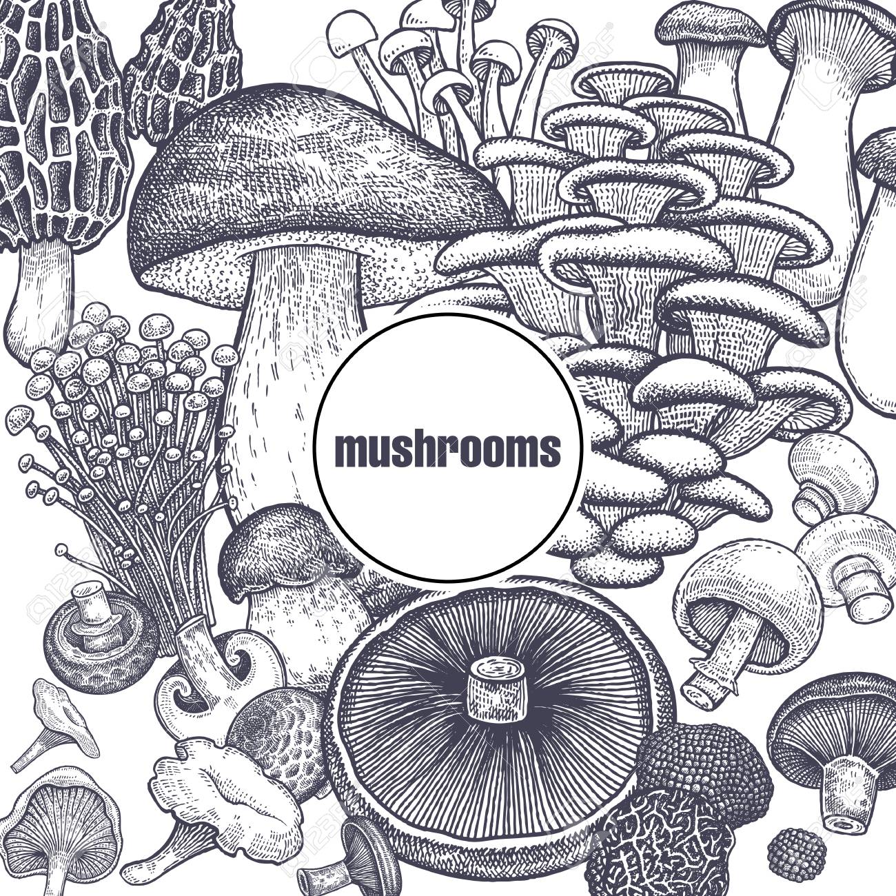 食用キノコのポスター ボレテ ポルトベッロ 下地 シャンピニョン オイスターマッシュルーム エノキ キングトランペット ブラックトリュフ モレル シャンテレル 黒 白 ベクターイラストヴィンテージ彫刻のイラスト素材 ベクタ Image