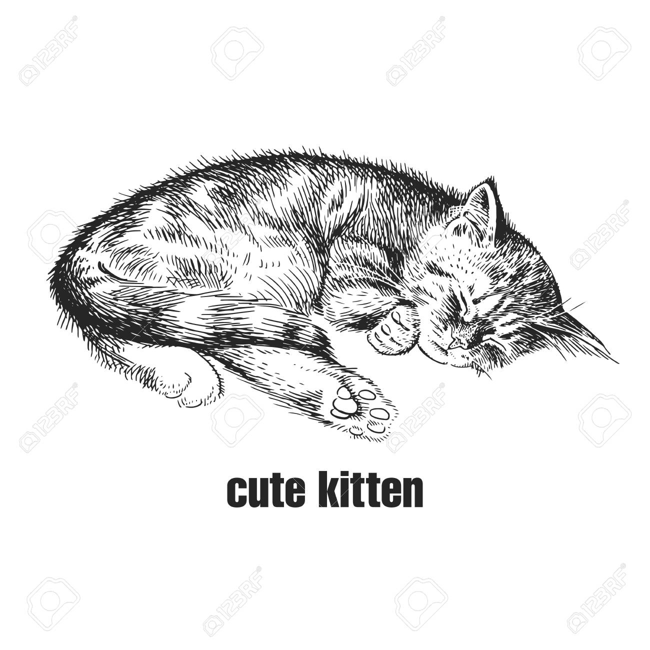 Cute Kitten Is Sleeping. Home Pet Isolated On White Background. Sketch.  Vector Illustration Art. Realistic Portrait Of Animal In Style Vintage  Engraving. Black And White Hand Drawing Of Cat. Royalty Free SVG,, image size:1300x1300