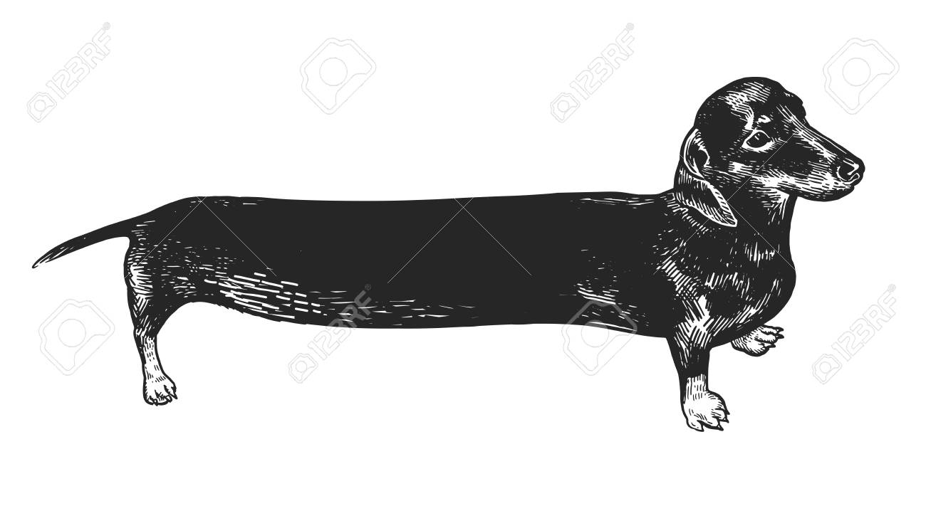 long weiner dog
