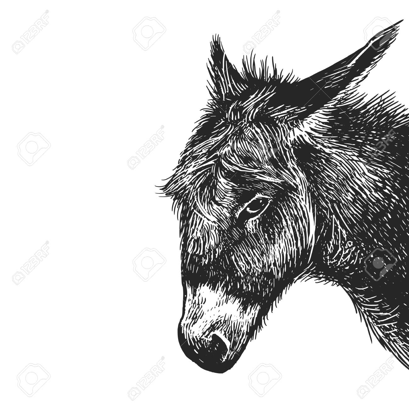 Donkey Realistic Portrait Of Farm Animal Vintage Engraving