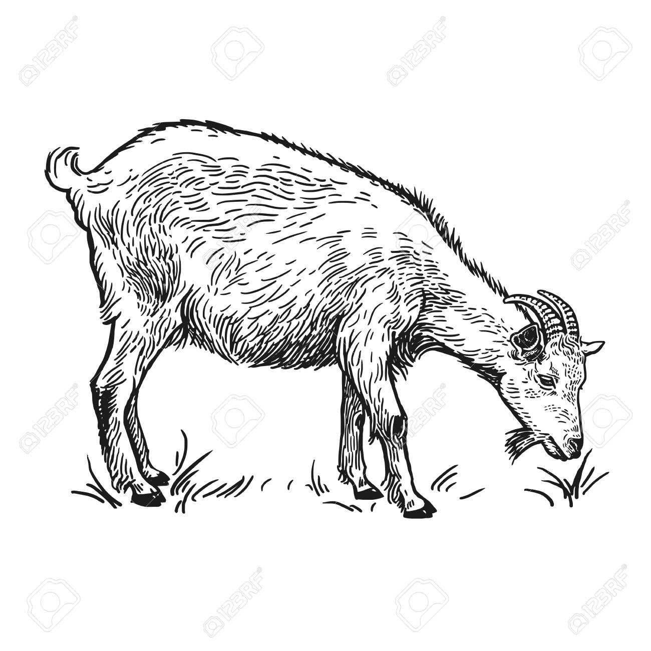 Farm Animal Goat Isolated Realistic Image On White Background
