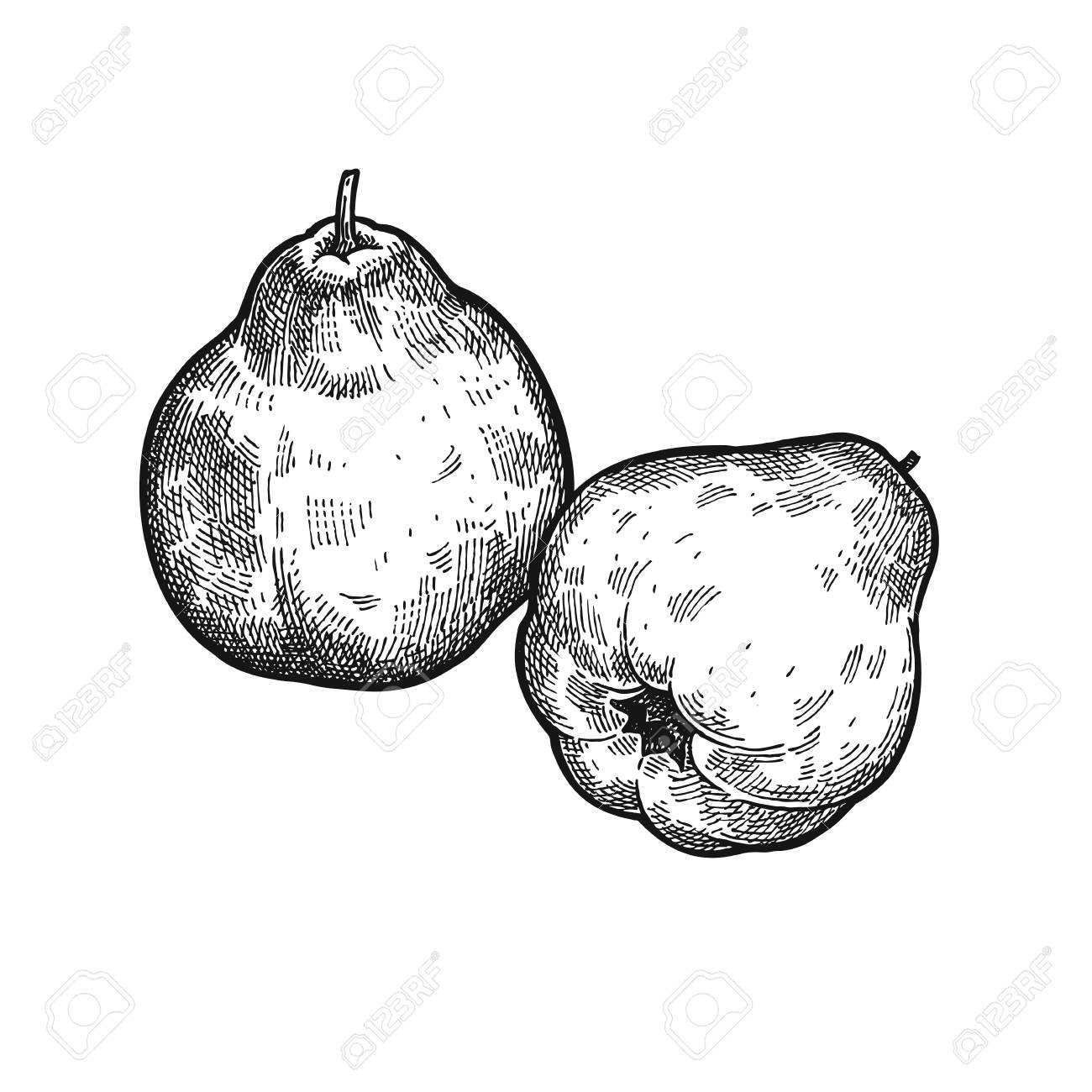 Featured image of post Apple Drawing Realistic Black And White