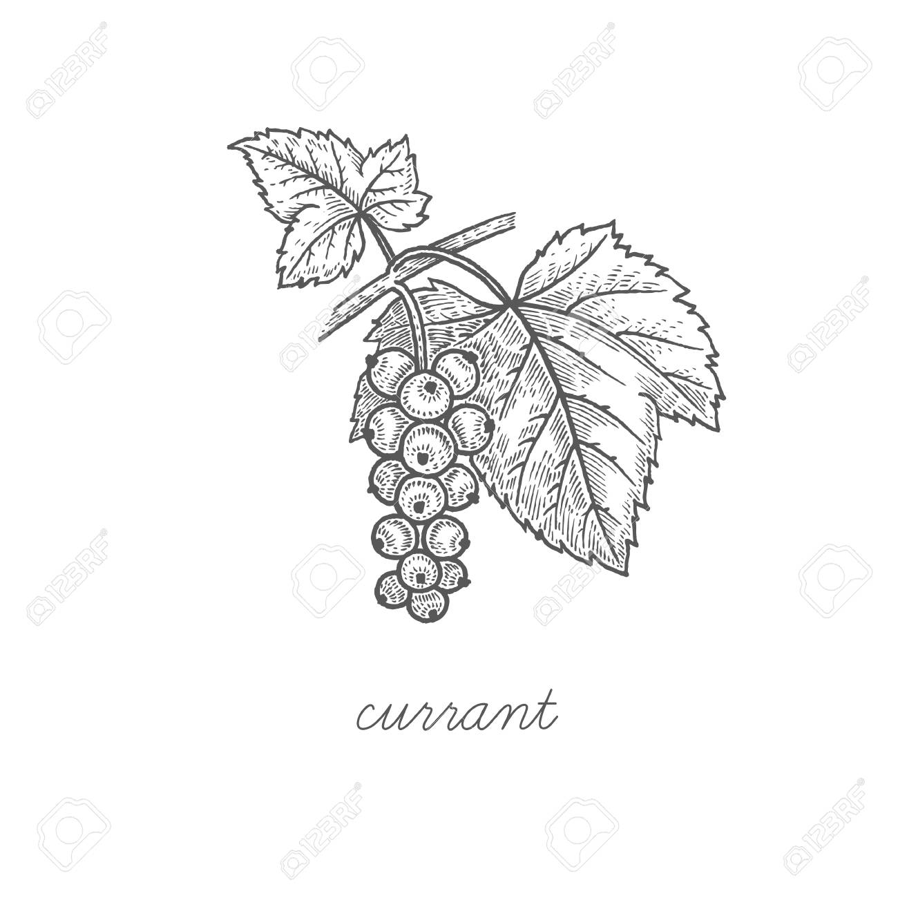 Currant. Vector plant isolated on white background. The concept of graphic image fruits, berries. Design for package of health and beauty natural products. Style Vintage engraving. Black and white. - 125197934 Currant. Vector plant isolated on white background. The concept of graphic image fruits, berries. Design for package of health and beauty natural products. Style Vintage engraving. Black and white. - 125197934