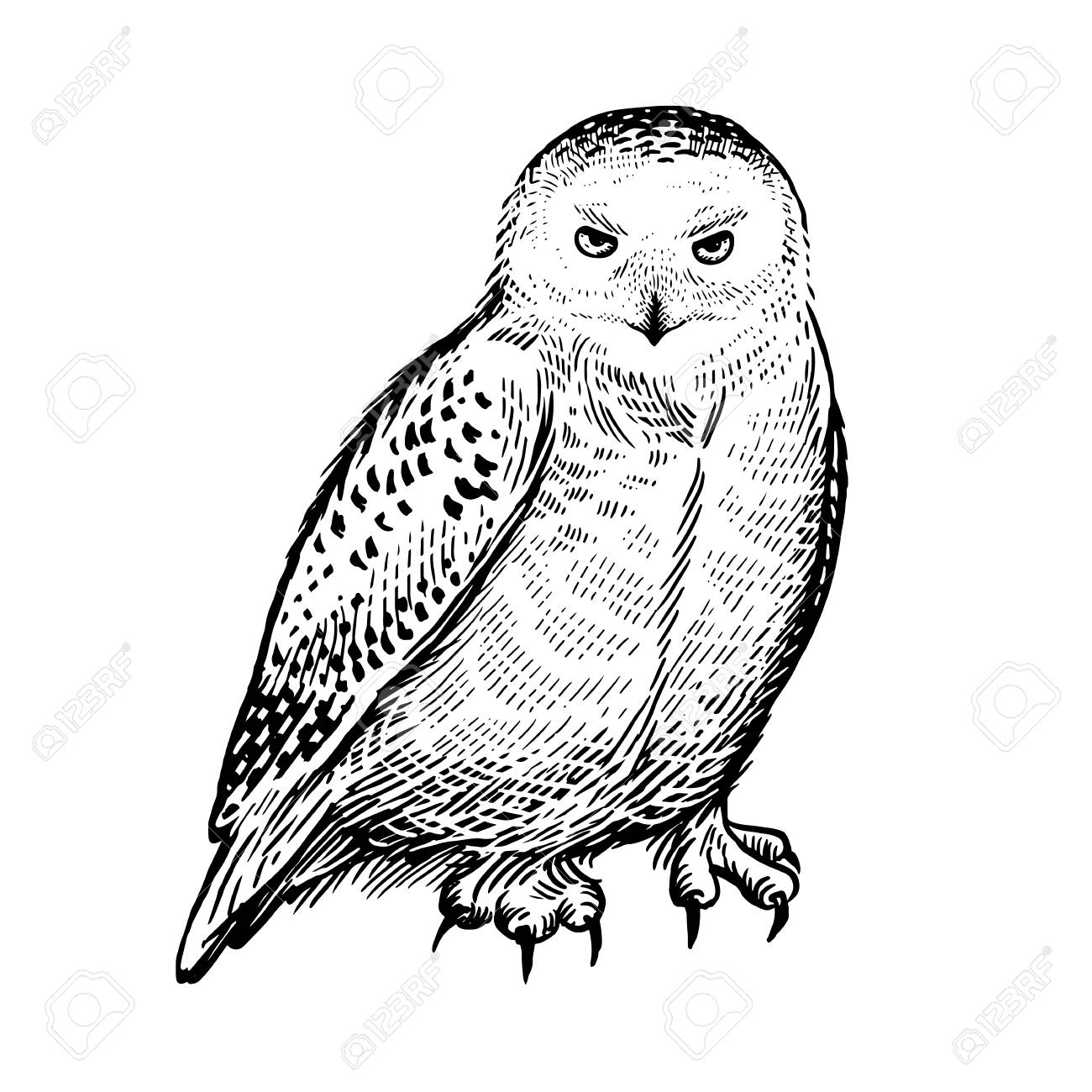vintage clip art hibou noir et blanc