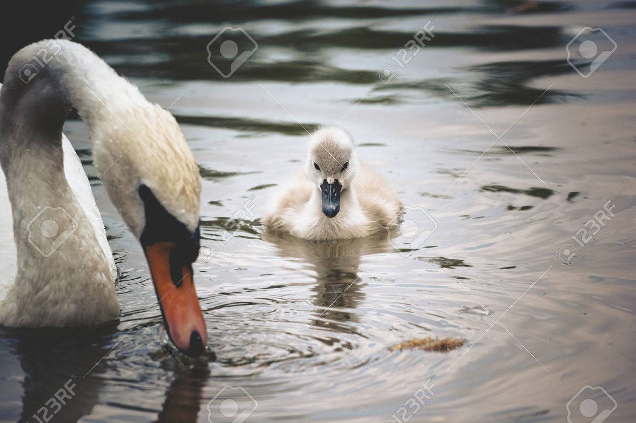 Bebe Cygne Piscine Au Bord Du Lac Avec La Mere Banque D Images Et Photos Libres De Droits Image