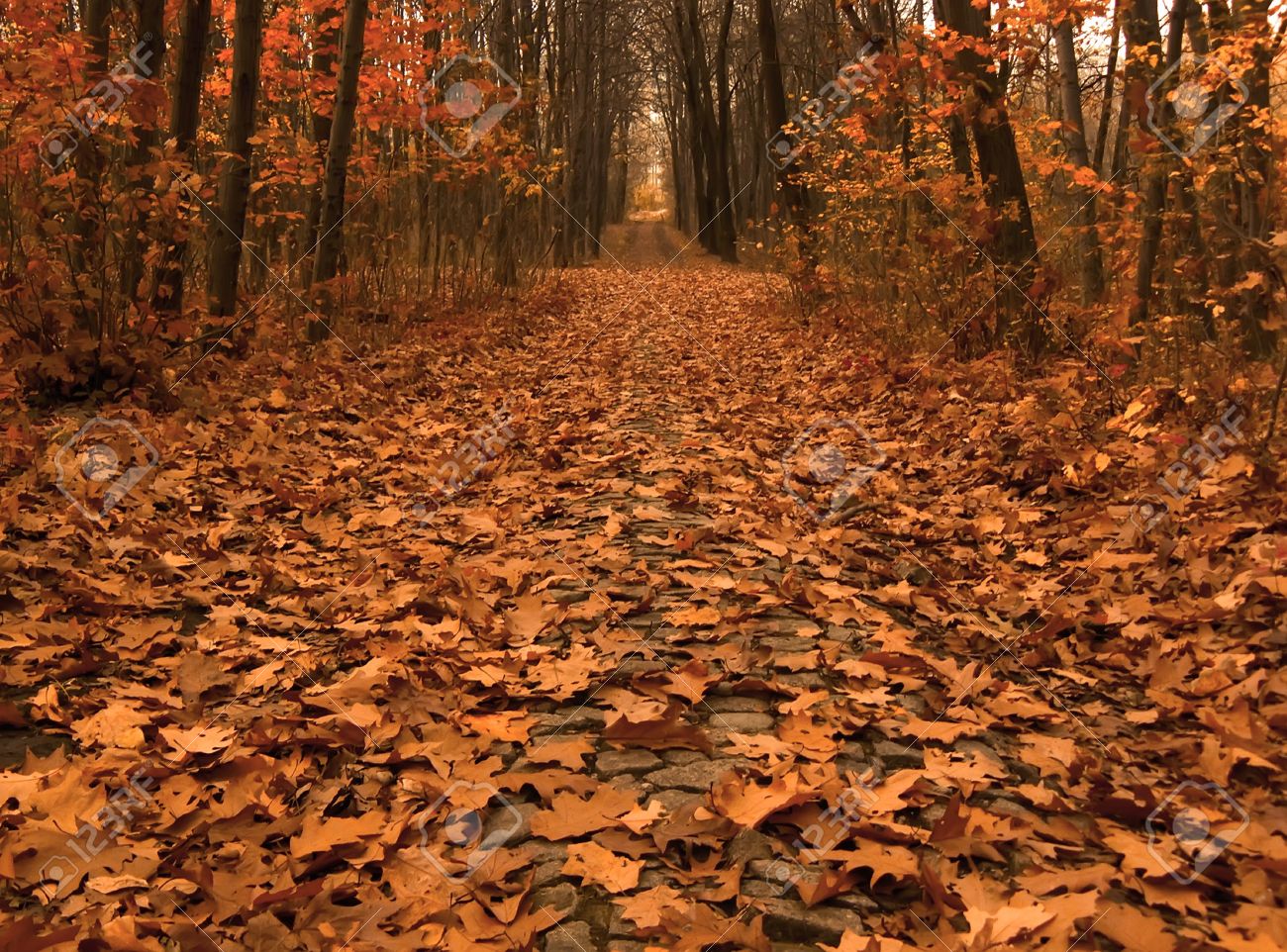 Autumn Picture Of Fallen Leaves On A Path Across The Wood Stock Photo Picture And Royalty Free Image Image Autumn Picture Of Fallen Leaves On A Path Across The Wood Stock Photo Picture And Royalty Free Image Image