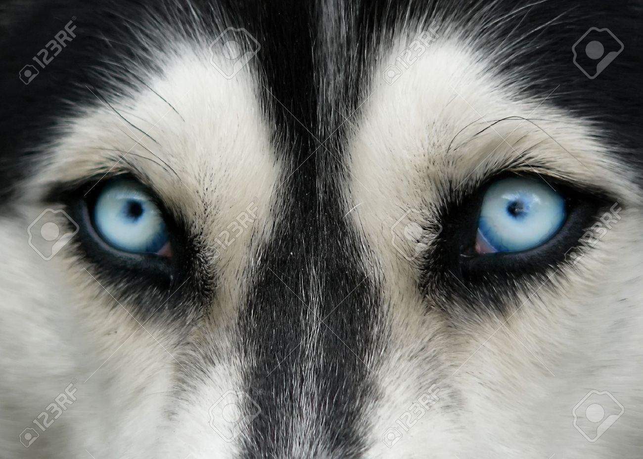 ハスキー犬の青い目のクローズ アップ ショット の写真素材 画像素材 Image ハスキー犬の青い目のクローズ アップ ショット の写真素材 画像素材 Image