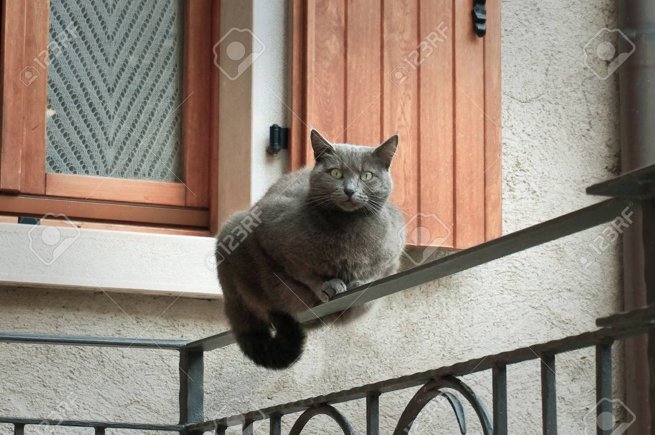 smokey grey cat