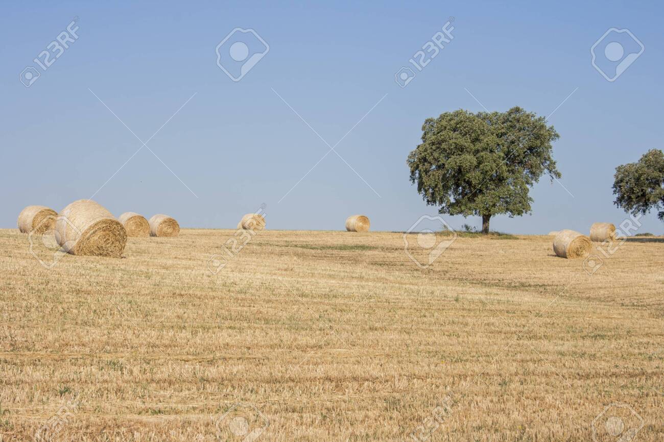 Hay Bale Drying In The Field At Harvest Time Stock Photo Picture And Royalty Free Image Image