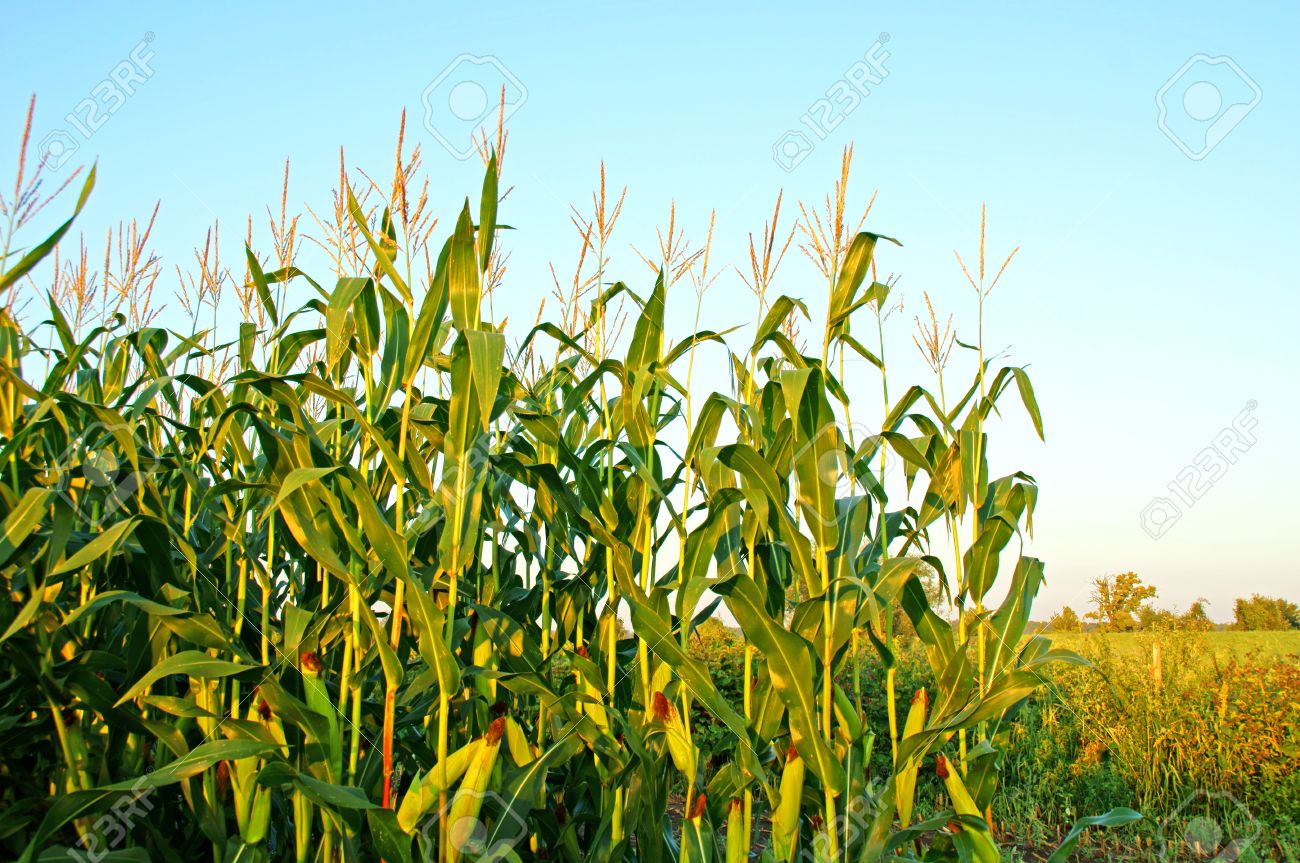 Corn Plant corn plant stock photo, picture and royalty free image. image Corn Plant corn plant stock photo, picture and royalty free image. image