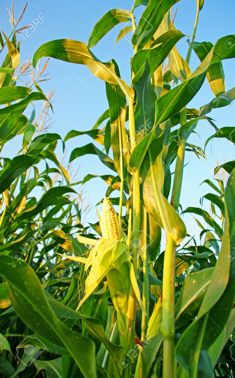 Corn Plant corn plant stock photo, picture and royalty free image. image Corn Plant corn plant stock photo, picture and royalty free image. image