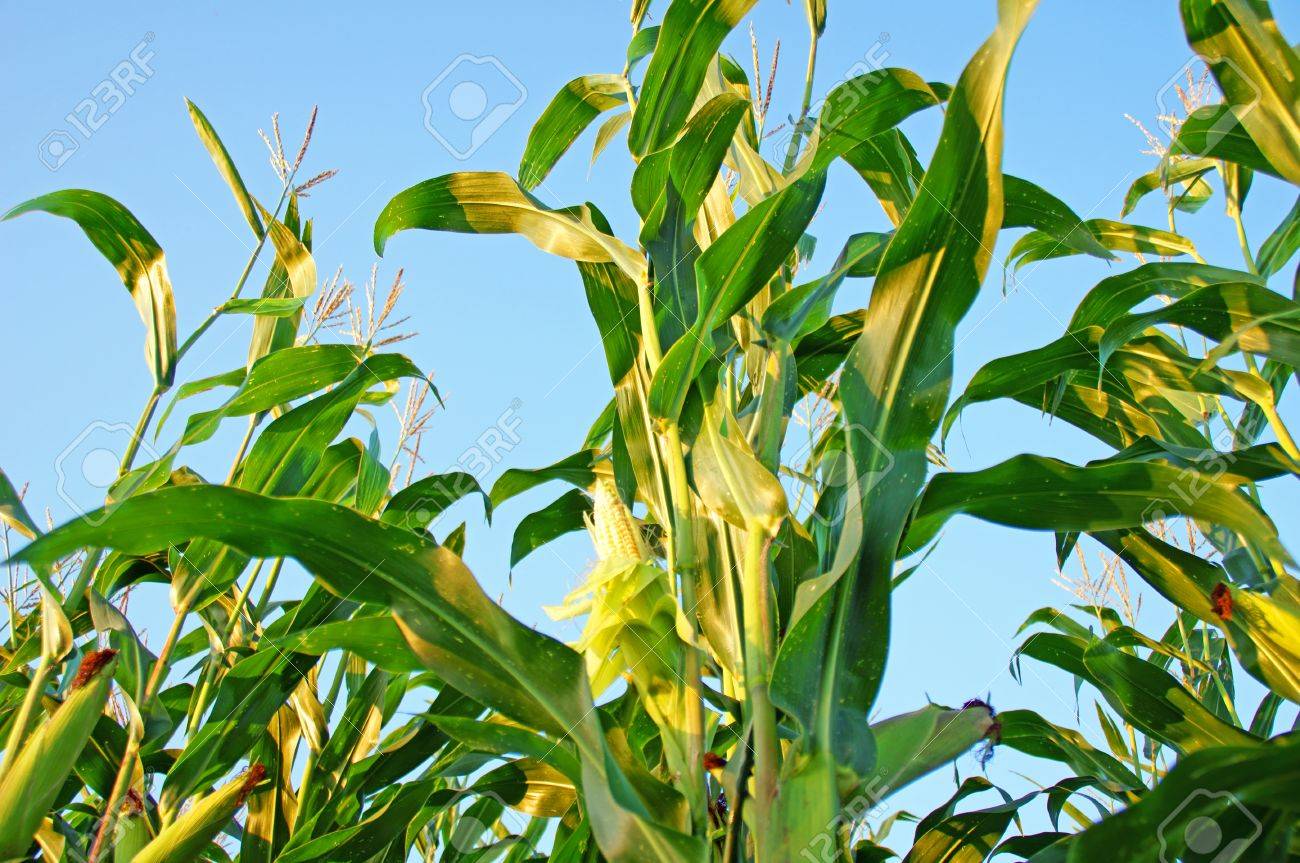 Corn Plant corn plant stock photo, picture and royalty free image. image Corn Plant corn plant stock photo, picture and royalty free image. image