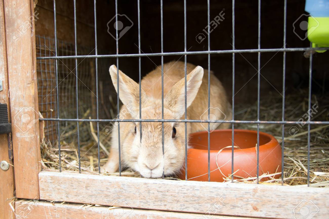 plastic pinch collar