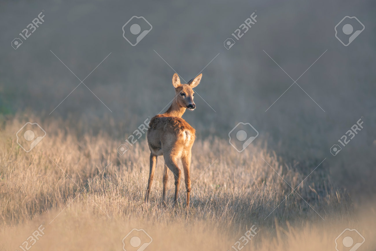 Corça na natureza selvagem em um campo