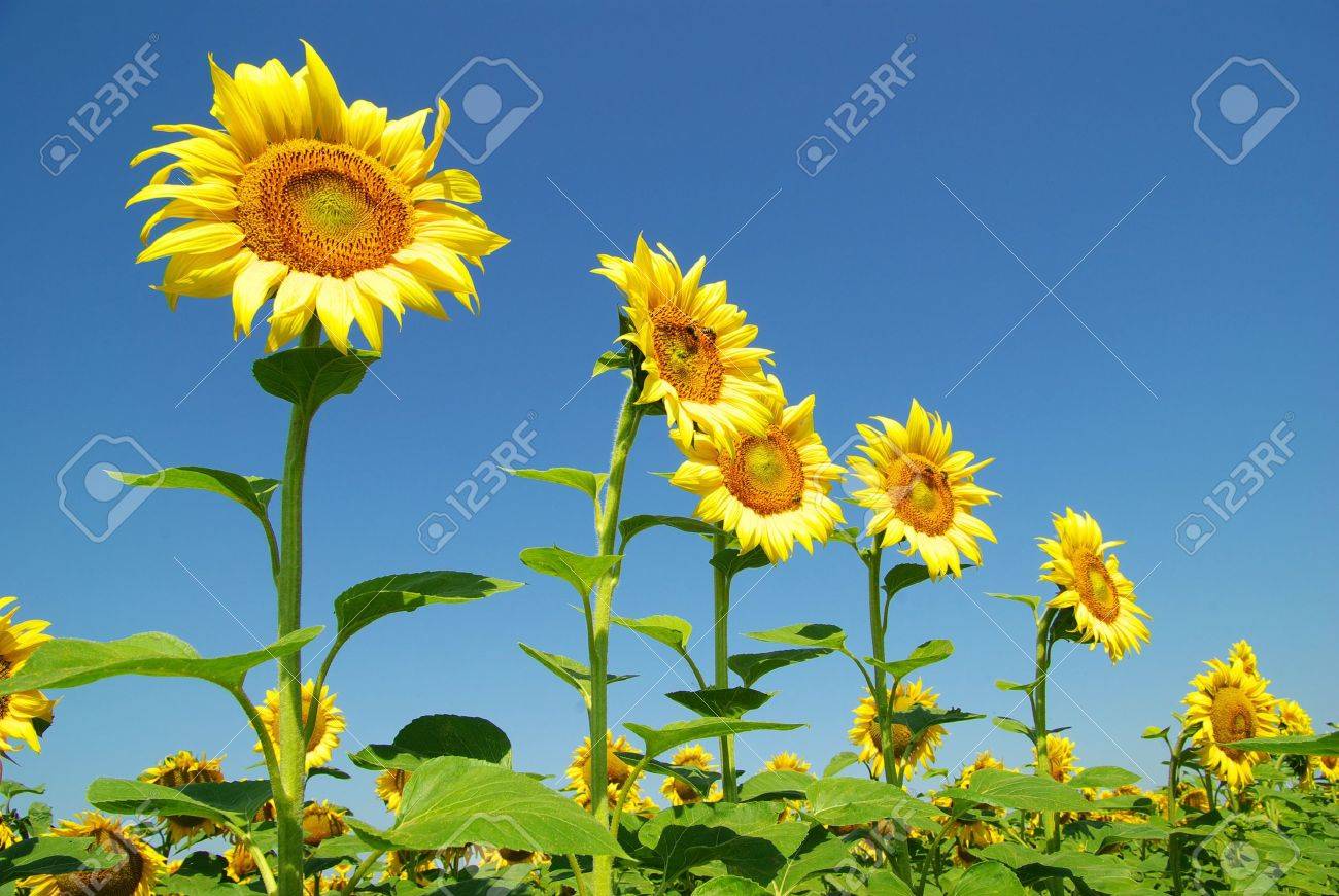 field of sunflowers and blue sun sky - 8009993 field of sunflowers and blue sun sky - 8009993