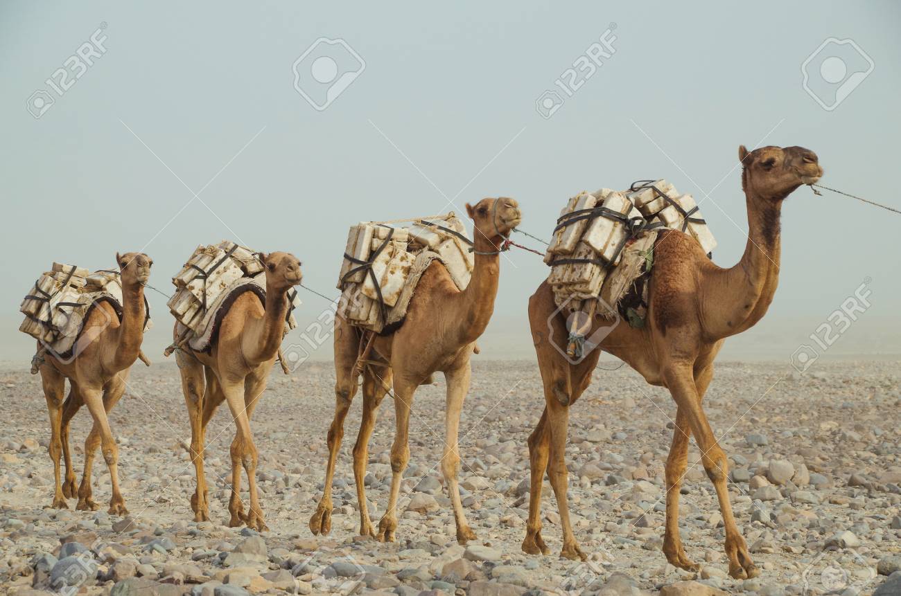 Image result for camel caravan"
