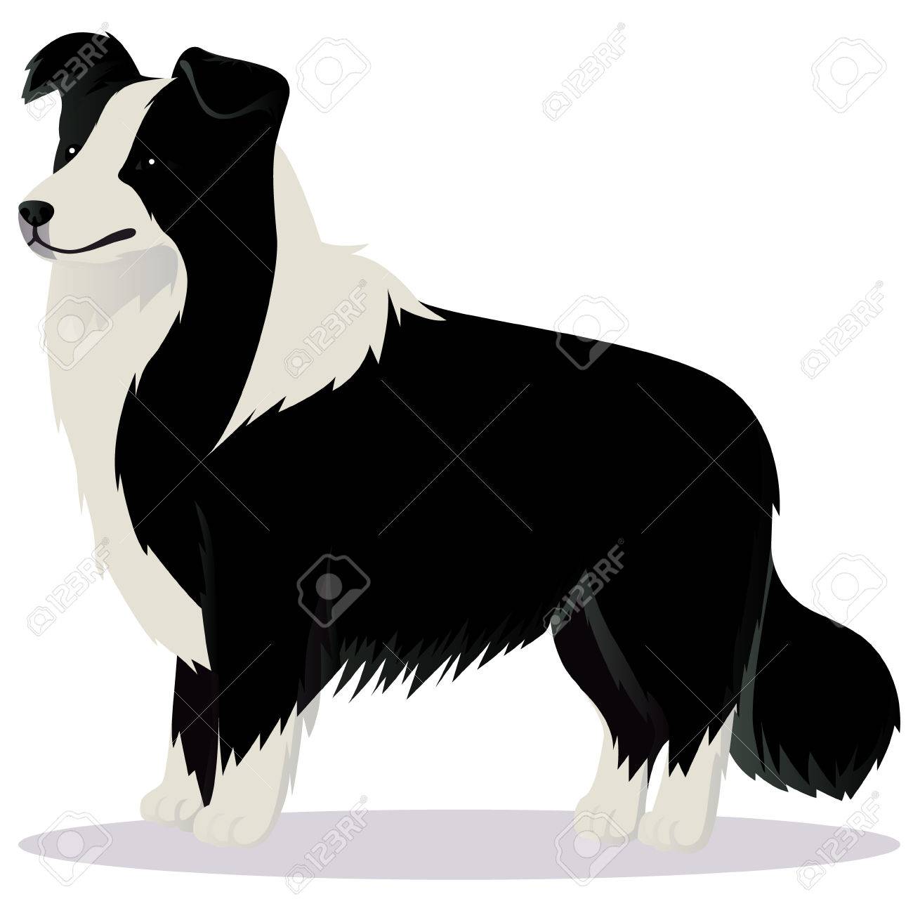 ボーダー コリー犬黒と白のイラスト素材 ベクタ Image ボーダー コリー犬黒と白のイラスト素材 ベクタ Image