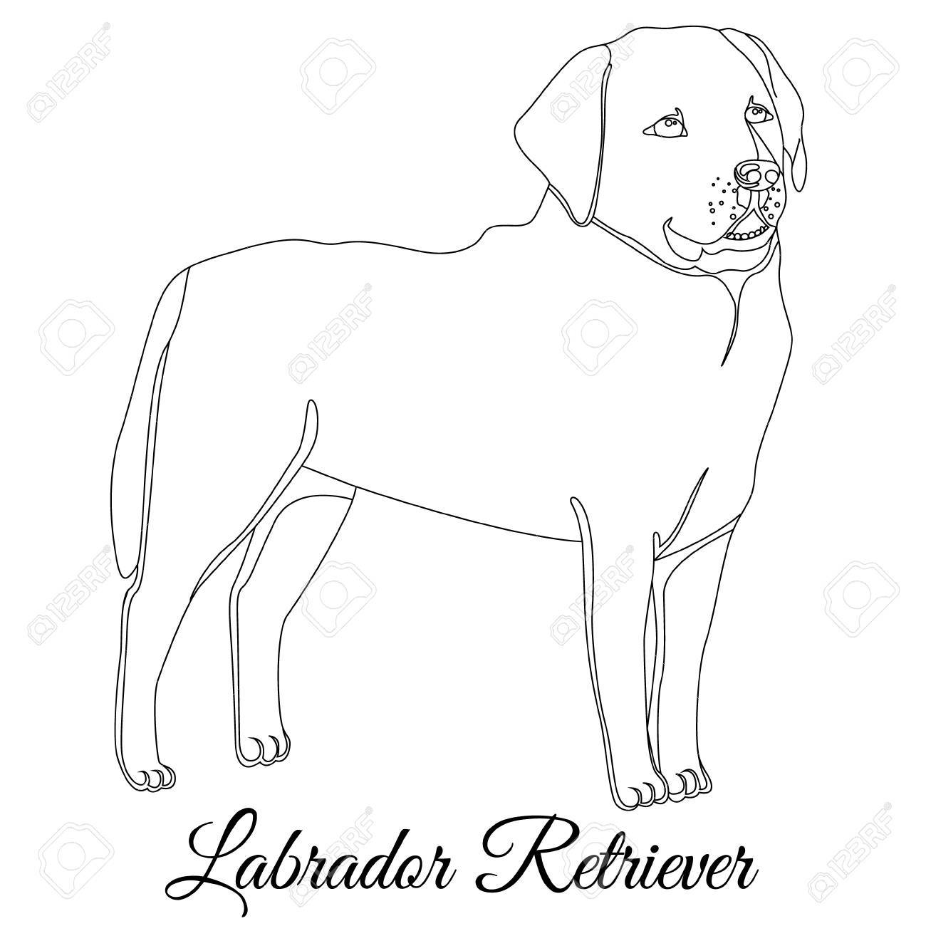 labrador retriever dog outline dog outline