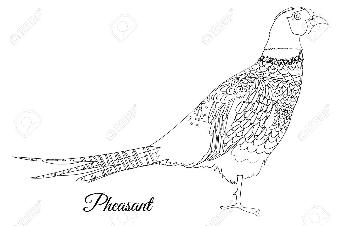 Pheasant Bird Coloring Vector Outline Image Royalty Free Cliparts Vectors And Stock Illustration Image 128450360