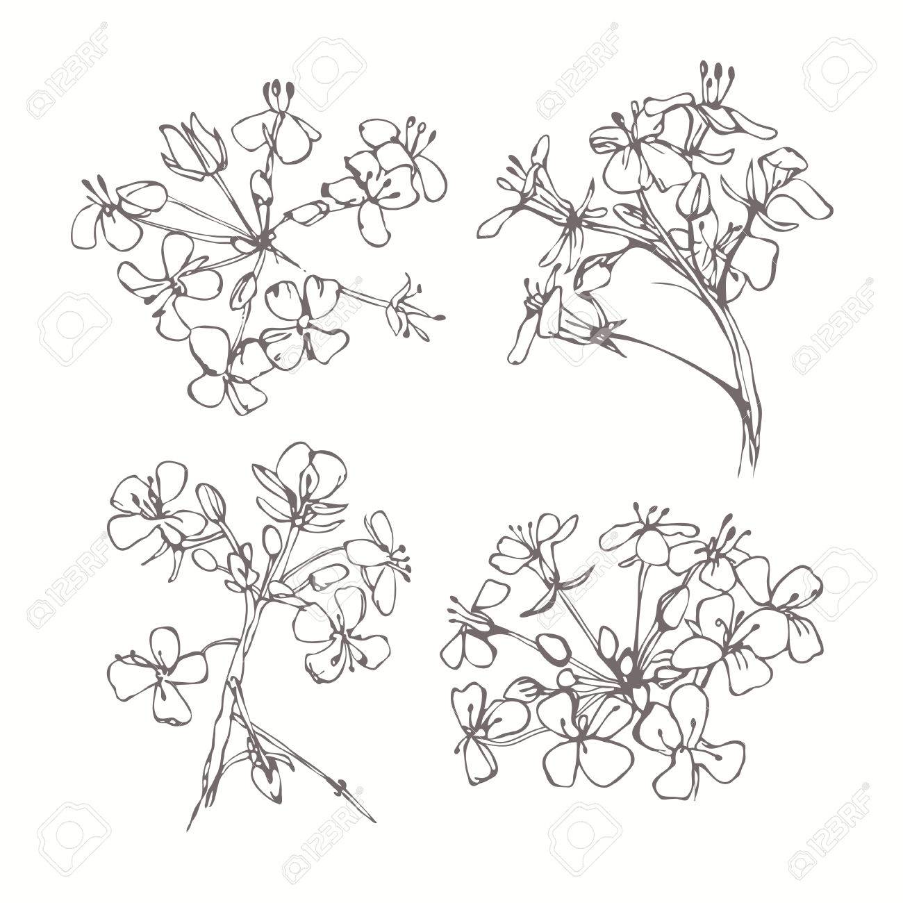 白の背景に分離白黒花のセットです 手描きのベクトル イラスト スケッチ デザインの要素 のイラスト素材 ベクタ Image 白の背景に分離白黒花のセットです 手描きのベクトル イラスト スケッチ デザインの要素 のイラスト素材 ベクタ Image