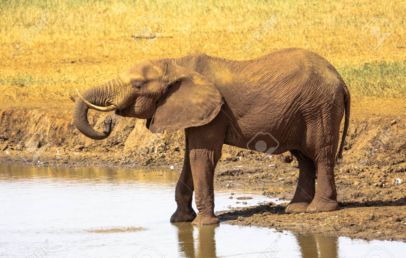 ケニアで赤い象 の写真素材 画像素材 Image