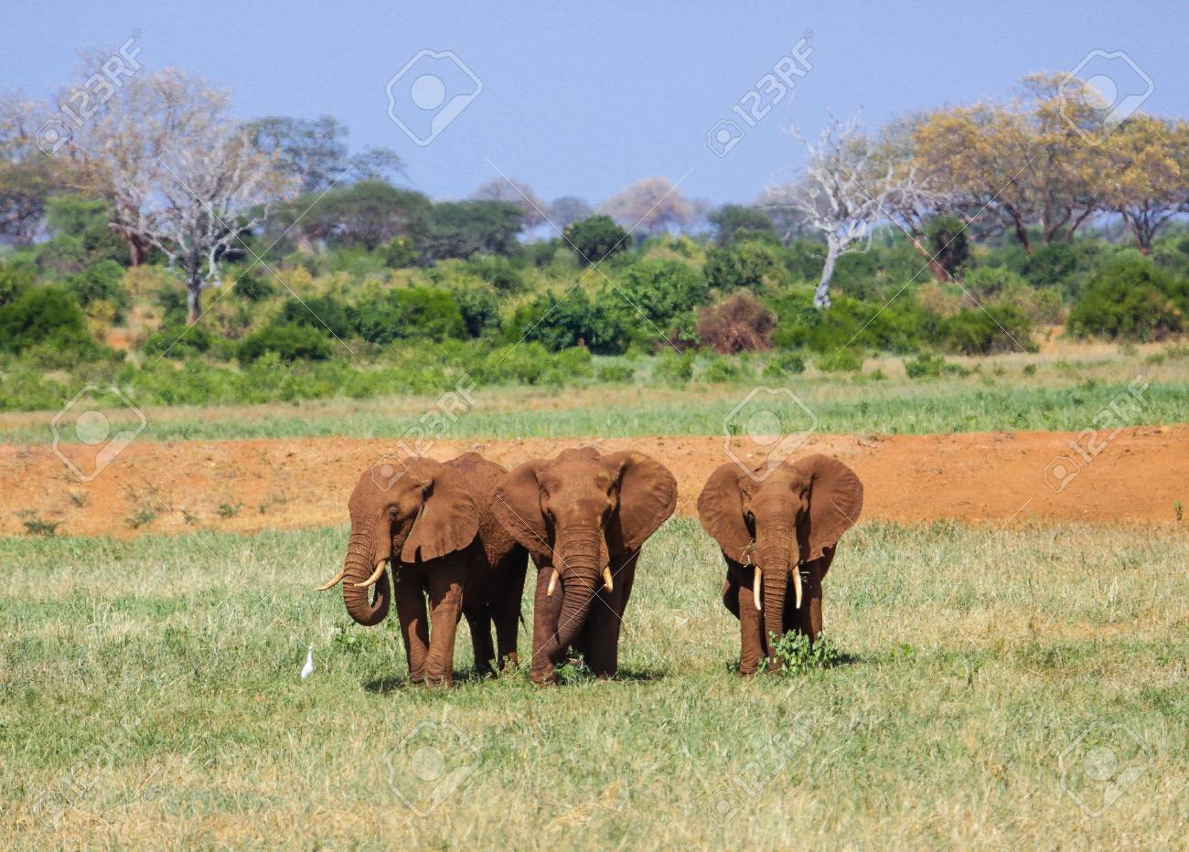 ケニアで赤い象 の写真素材 画像素材 Image
